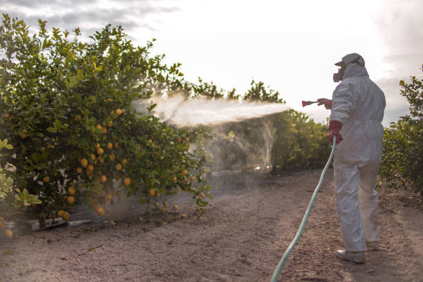 Wasp Removal Services in Bluefield, WV