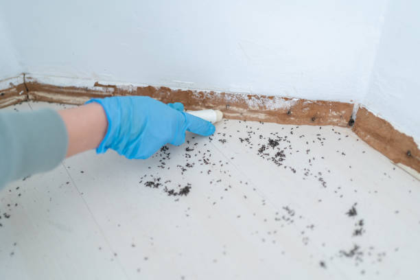 Best Residential Pest Control  in Bluefield, WV